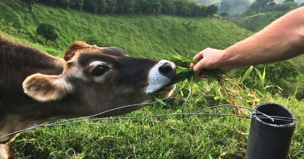 Matze feeding a brown cow a bit of grass in Monteverde with rolling, lush green hills all aorund