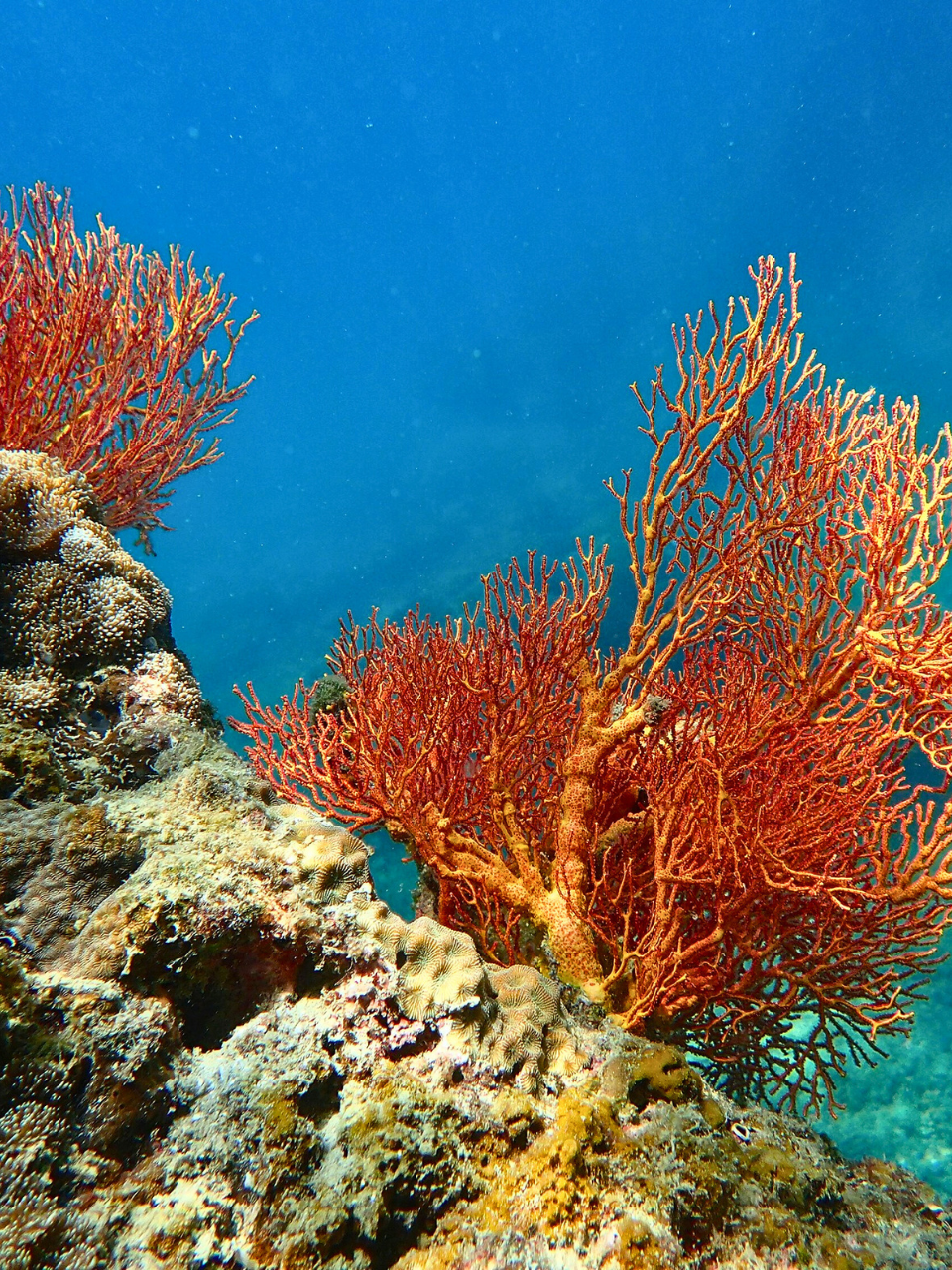 Image of a spot on the coral reef (snorkeling the coral reef is one of the many things to do in Puerto Viejo, Costa Rica!)