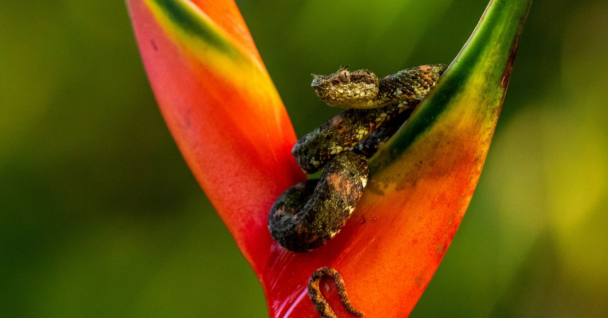 Costa Rican snake sitting in the middle of a plant. A small, scaly snake with big, brown eyes. 