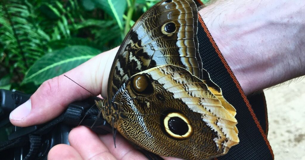A giant, brown butterfly sitting on a hand at a butterfly conservatory in Costa Rica
