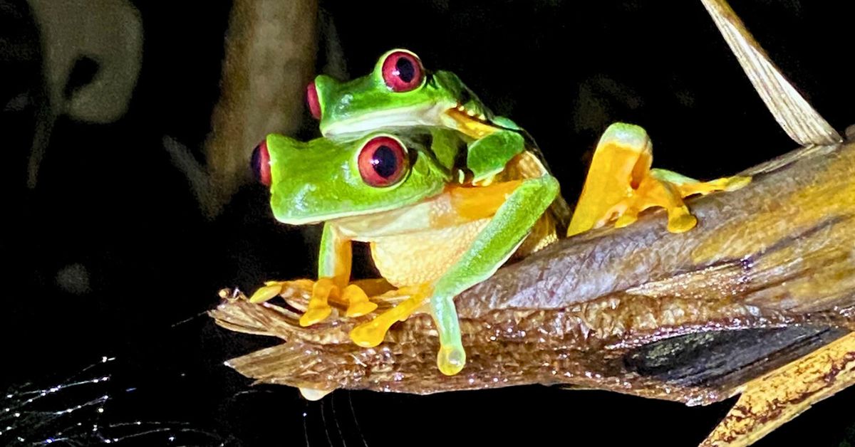 Two red eyed tree frogs mating on a tree branch in the middle of the night during a night tour in Costa Rica