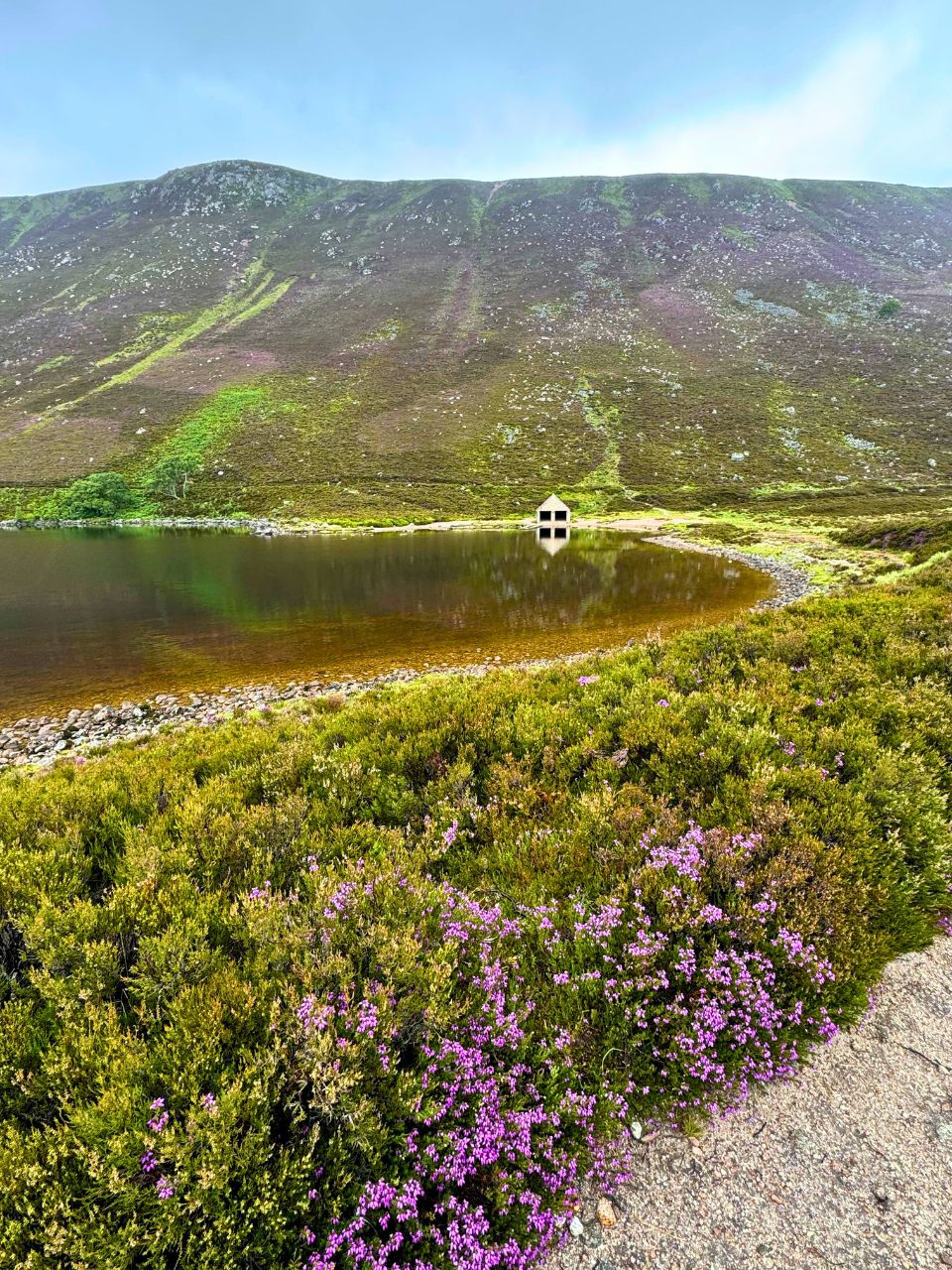 Serene lake with blooming heather.