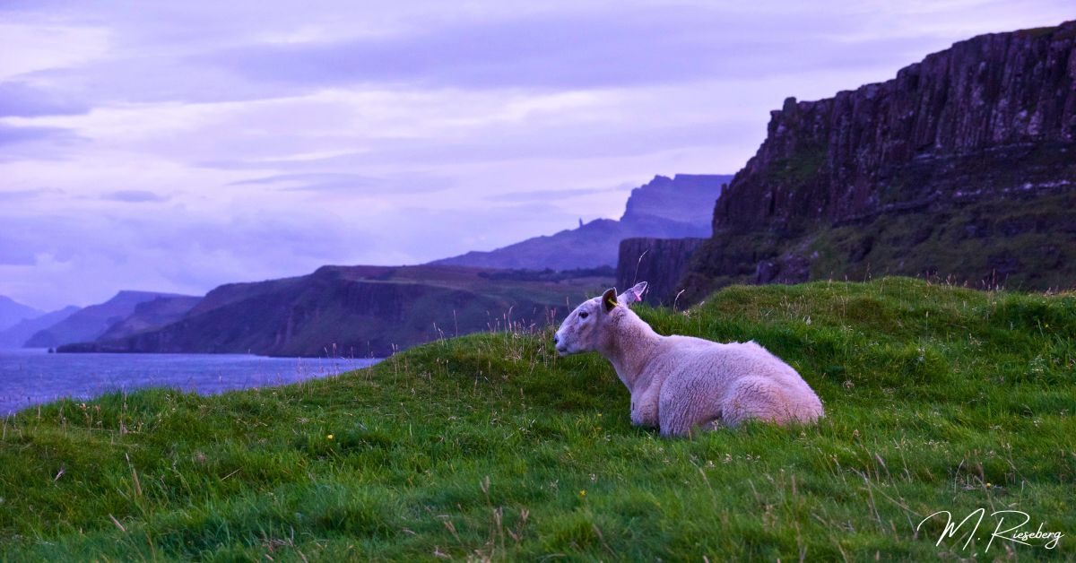 The viewpoint at the end of the Brothers Point hike in Isle of Skye, Scotland. A stunning view on a cliff overlooking the ocean and the coastline. In the frame, looking out at the ocean, lays a white sheep. The picture was taken during a sunset hike and so it is bathed in pinks and purples and blues and has that typical dusk undertone to it. One of the top experiences in all of Scotland and a real hidden gem!