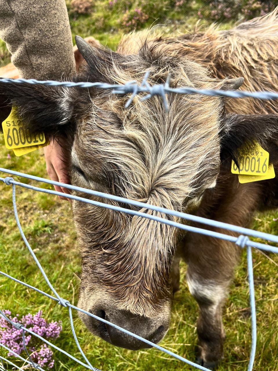 Matze reaching his hand down to pet the star of the photo, a highland cow that is dark brown with patches of tan and cream fur, closing it's eyes in enjoyment and leaning into the pet. A spontaneous stop during our Scotland road trip (one of our top Scotland travel tips: rent your own car to explore this country!!)