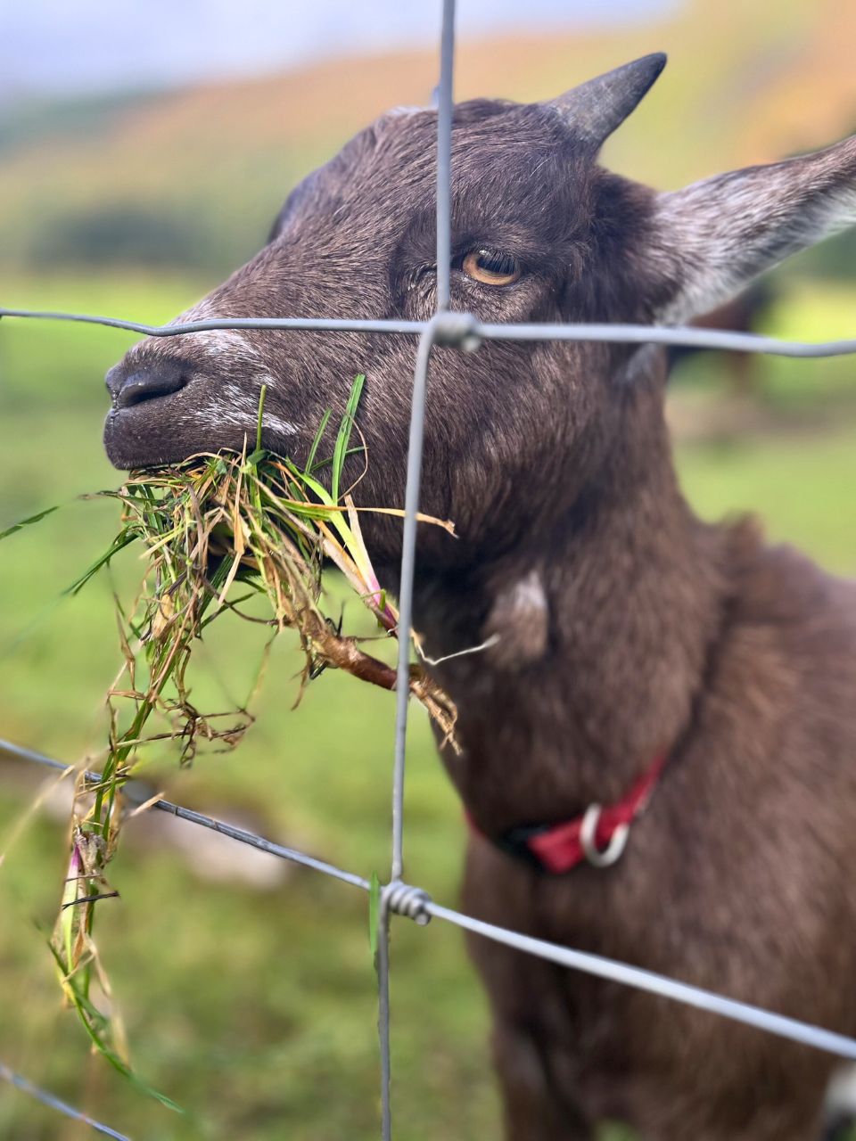 picture of a brown goat eating a bunch of grass in Scotland