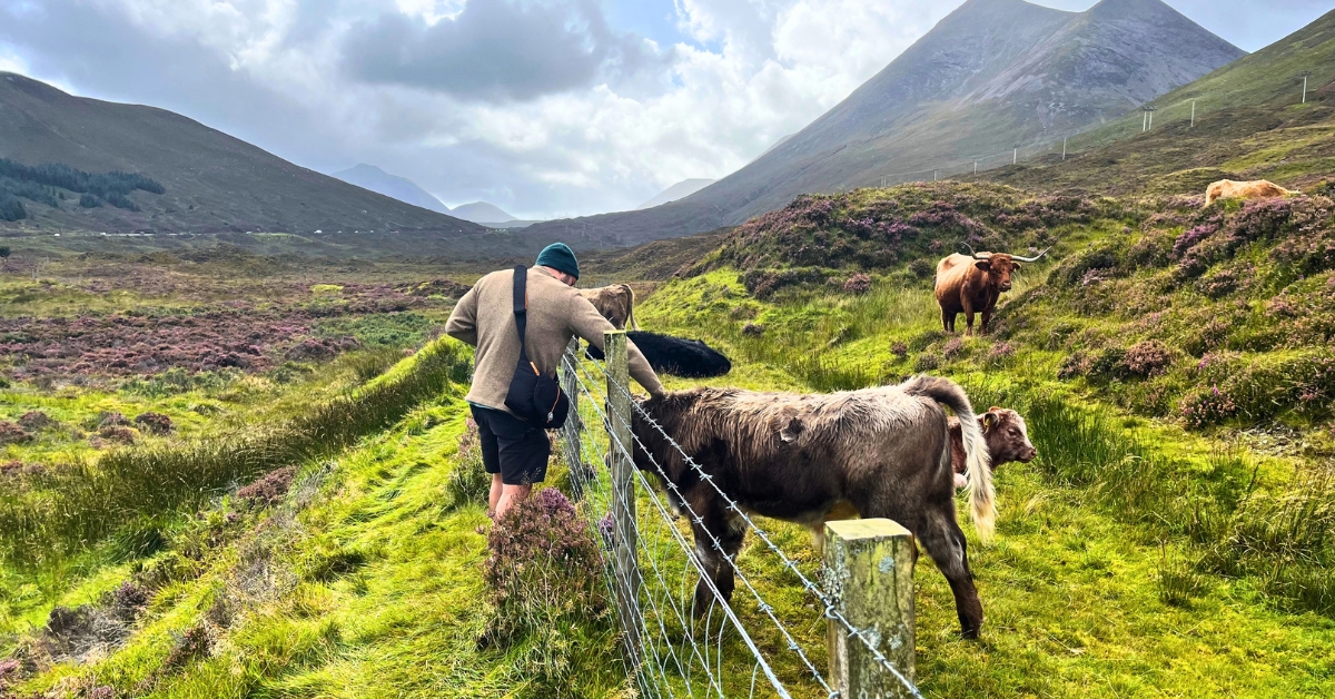 Matze of Oso Osito reaching over a small barbed wire fence to pet some young highland cows. They are fluffy and range from black to reddish-brown to tan to cream. Some have big horns and are older and some are very small and young. The cows and Matze all stand in a bright, almost neon green, grassy patch with purple and pink wildflowers all over. The background is rolling hills and a cloudy, but blue sky.